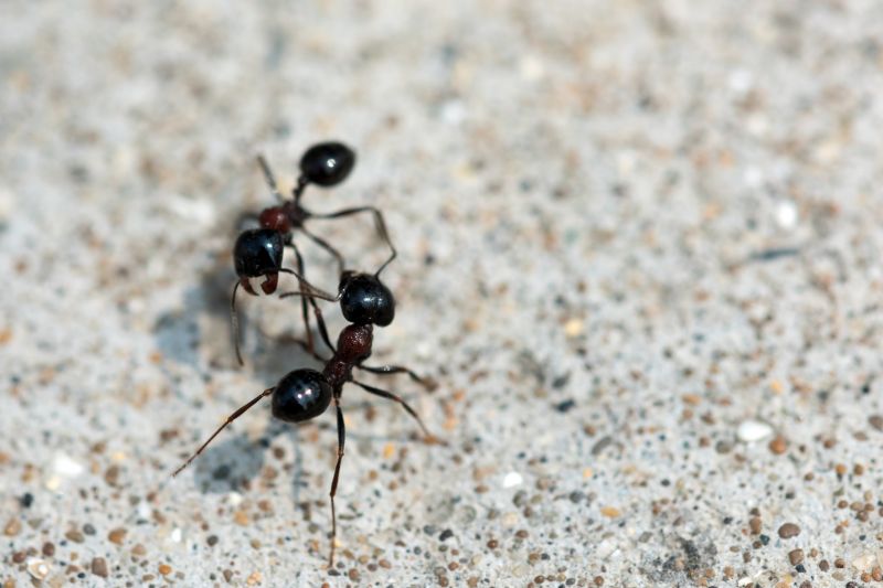 Ant Control Service in New Braunfels, TX