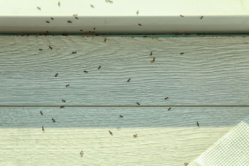 Black Ant Extermination in Mckinney, TX