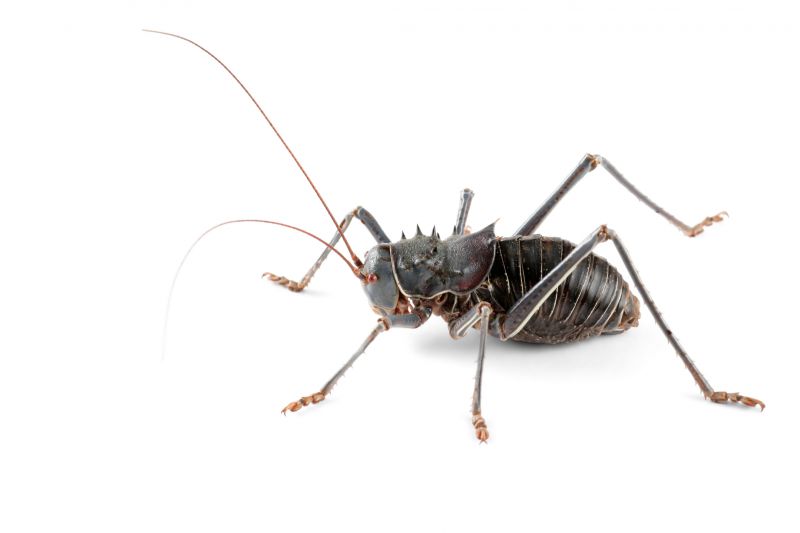Cricket Prevention in Frisco, TX