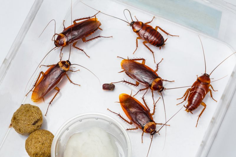 Cockroach Infestation