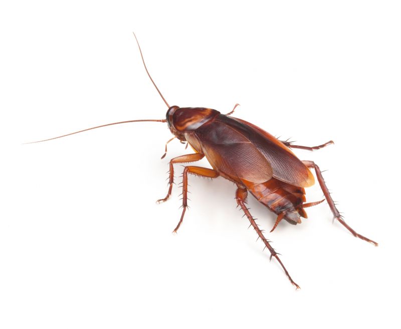Health Risks Associated With Cockroaches Indoors