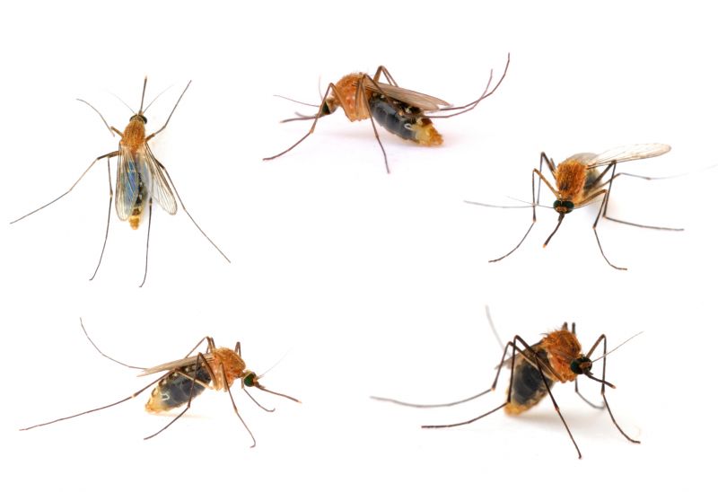 Seasonal Fly And Mosquito Activity And Prevention Strategies