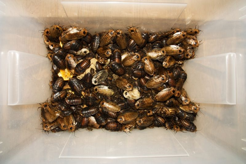 Signs You Have A Roach Infestation In Your Home Or Business