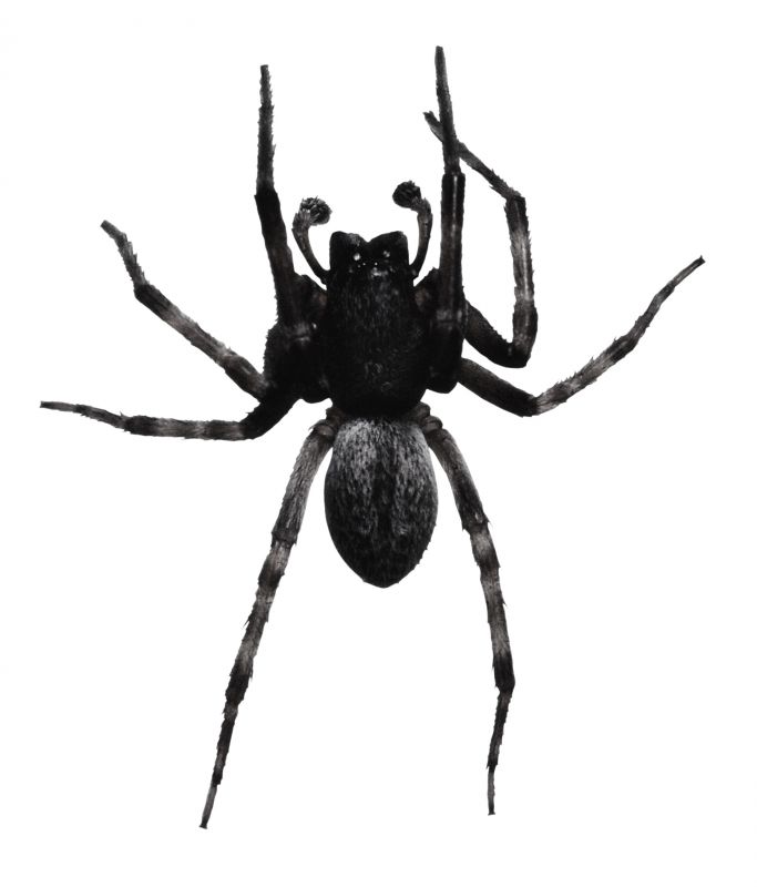 Spider Extermination Service in Fort Worth, TX