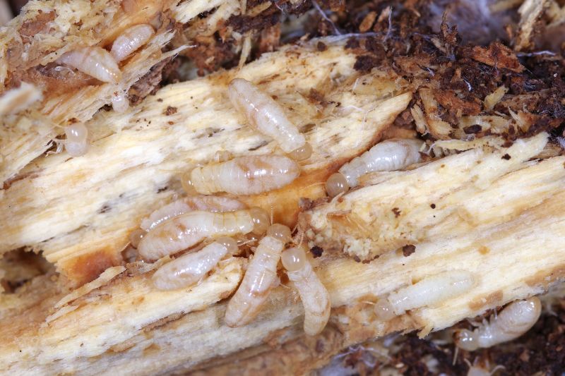 Termites Extermination in Katy, TX