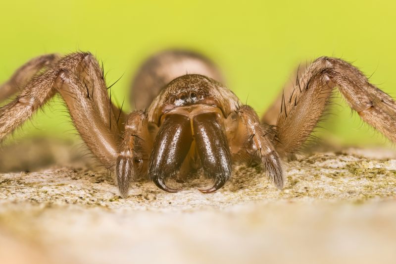 Trapdoor Spider Removal in New Braunfels, TX